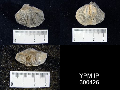 Spirifer sp.