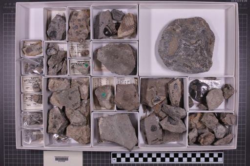 mixed taxa, stratigraphic collection