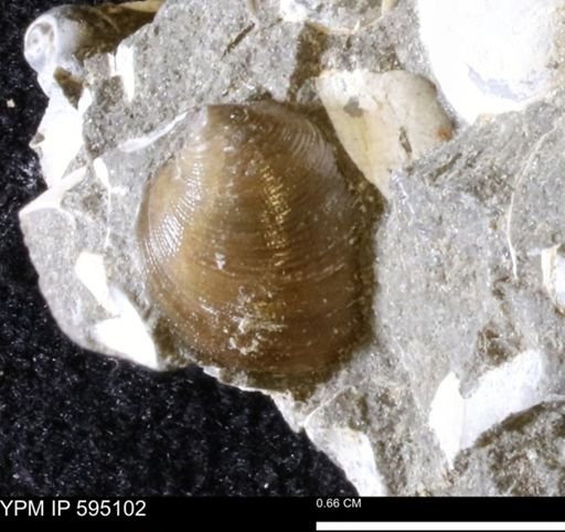 Limopsis striatopunctatus