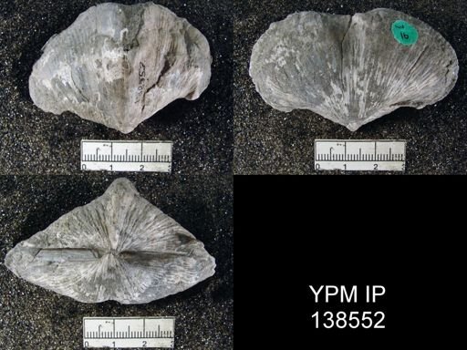 Spirifer (Neospirifer) musakheylensis