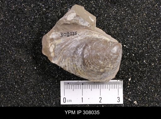 Inoceramus