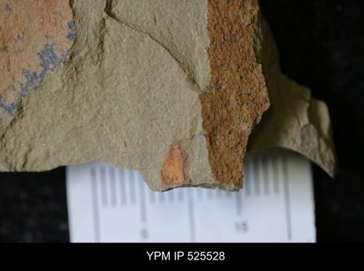 undet. Synziphosurina