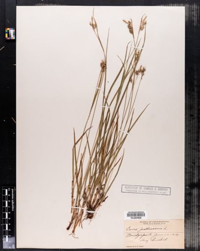Carex pallescens
