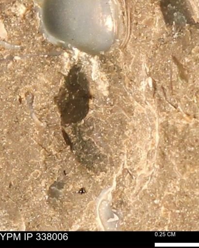 undet. Bivalvia