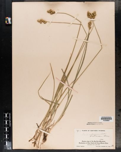 Carex festucacea