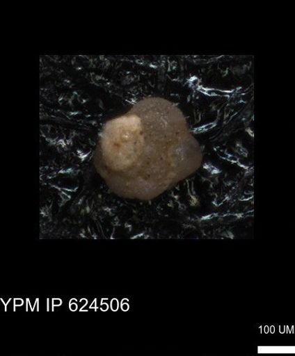undet. Foraminiferida
