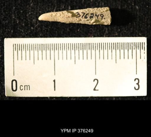 Pseudorthoceras knoxense