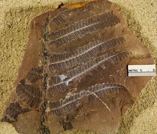 Pecopteris sp.