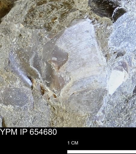Dosiniopsis deweyi