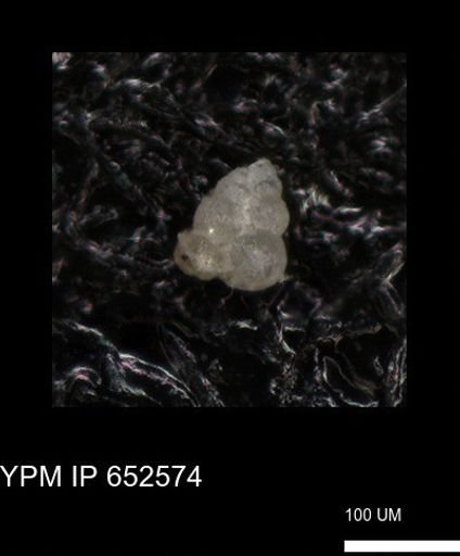 undet. Foraminiferida