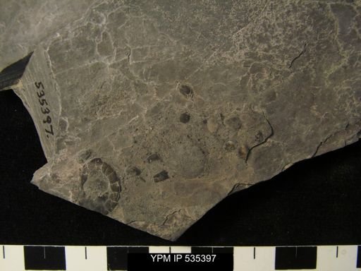 undet. Ostracoda