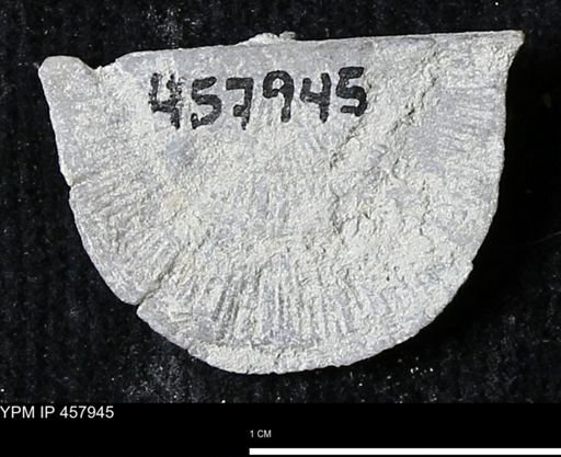 Strophodonta sp.