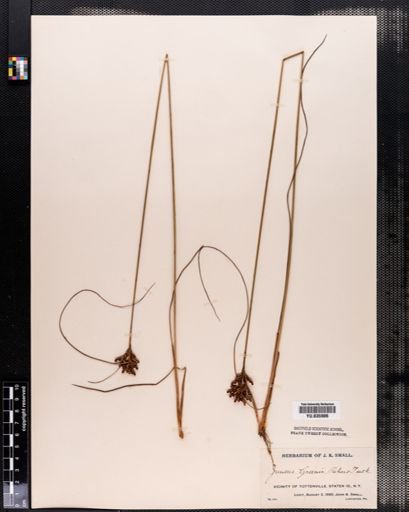 Juncus