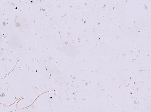 Spongia obliqua