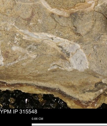 Mollusca
