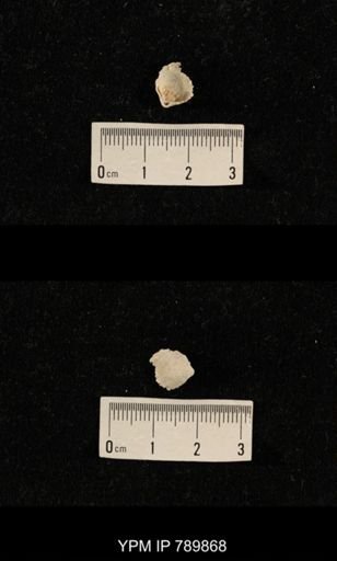 undet. Brachiopoda