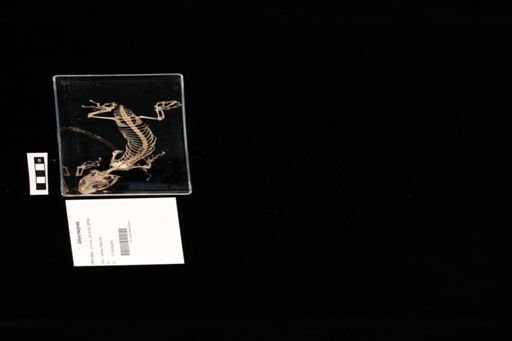 Gehyra marginata