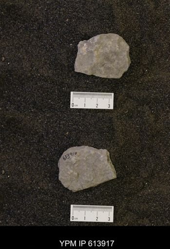 undet. Ammonoidea