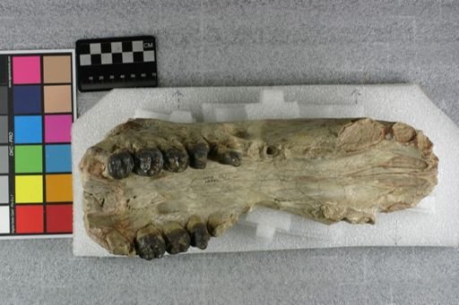 Archaeotherium sp.
