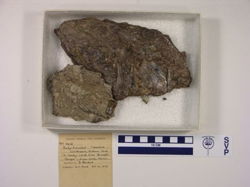 Pachyrhizodus sp.