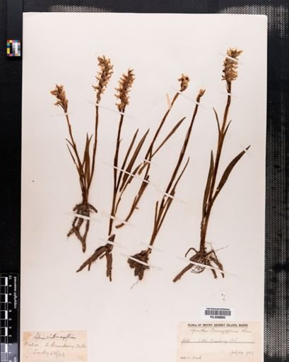 Spiranthes romanzoffiana