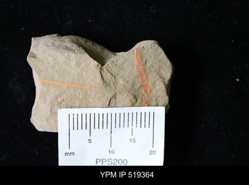 Problematica
