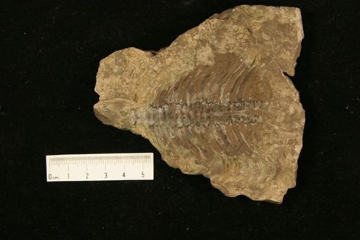 Gonioceras occidentale
