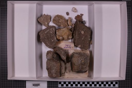 mixed taxa, stratigraphic collection