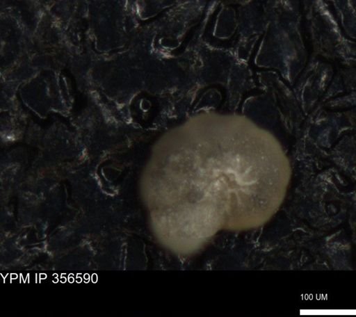 undet. Foraminiferida