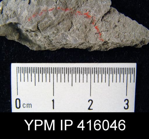 Chonetes granulifer