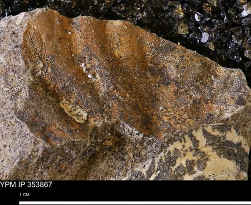 undet. Mollusca