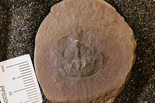 Euproops danae