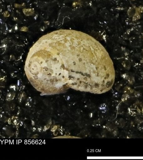 Euspira sp.
