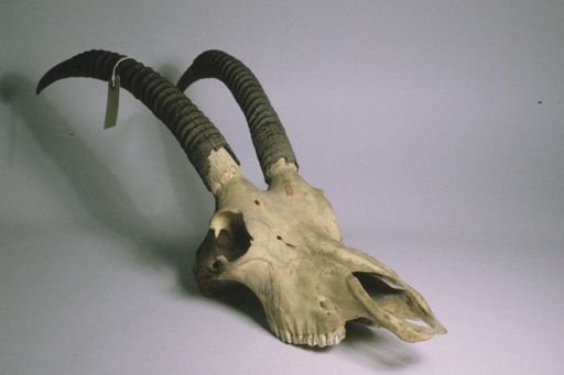 Hippotragus equinus