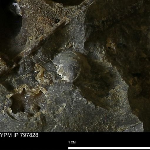 undet. Bivalvia