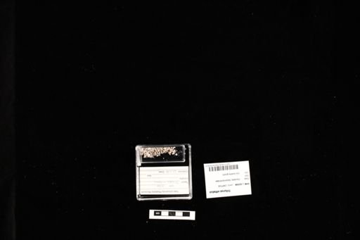 Triturus vittatus