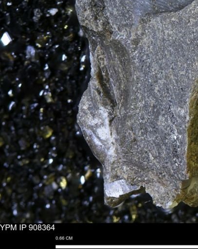 undet. Mollusca
