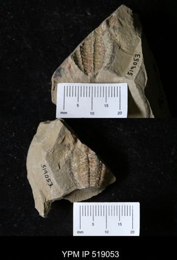 Daguinaspis sp.