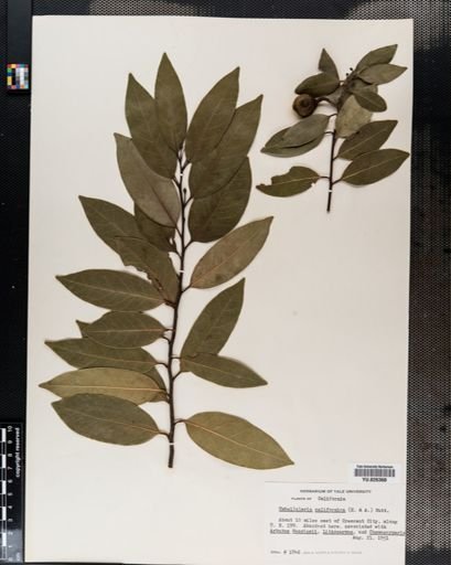 Sassafras
