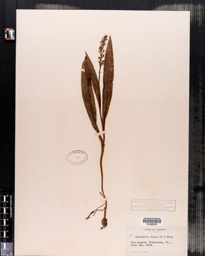 Plantae