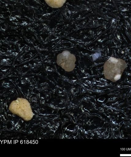 undet. Foraminiferida
