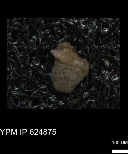 undet. Heterohelicidae