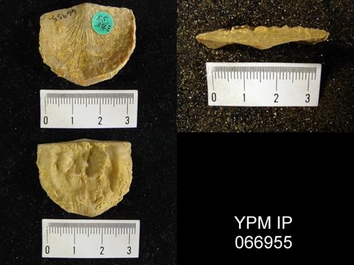 Strophonella reversa