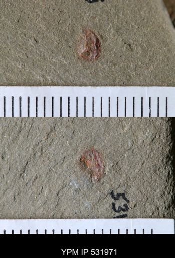 undet. Arthropoda