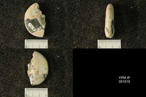 Hoploscaphites nicolletii