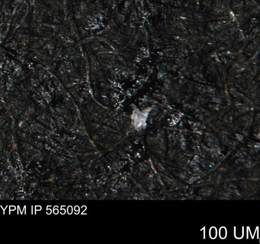 undet. Porifera