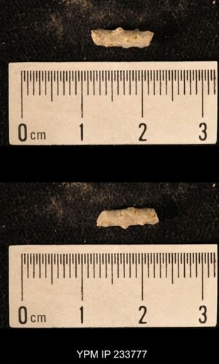 Archaeocidaris sp.