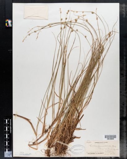 Carex canescens