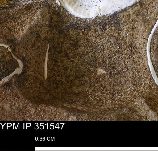 undet. Bivalvia