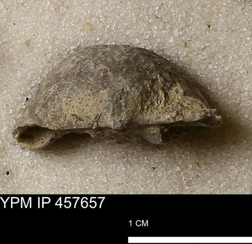 Helaspis sp.